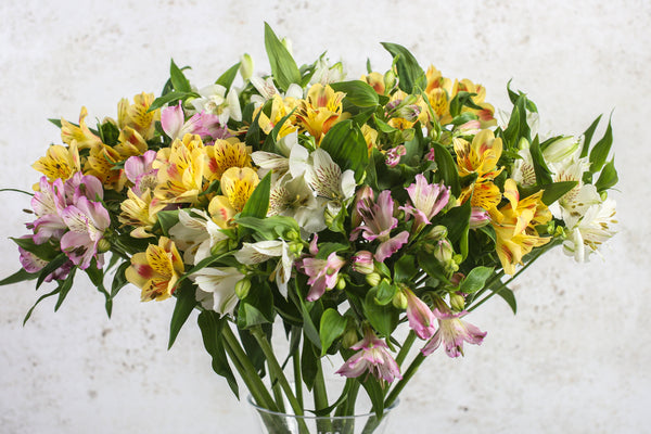 Alstroemeria